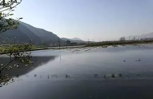 五六月份小龙虾养殖中的常见病害防控方法