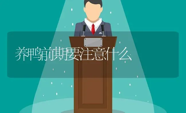 养鸭前期要注意什么 | 家禽养殖
