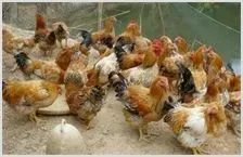 肉鸡养殖技术 | 农业养殖科普