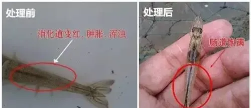 【实战案例】全程分析南美白对虾对虾肠炎病