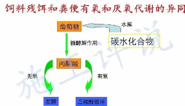 夏季高温季节池塘下风口为什么会看到一些小泡泡，有什么危害？