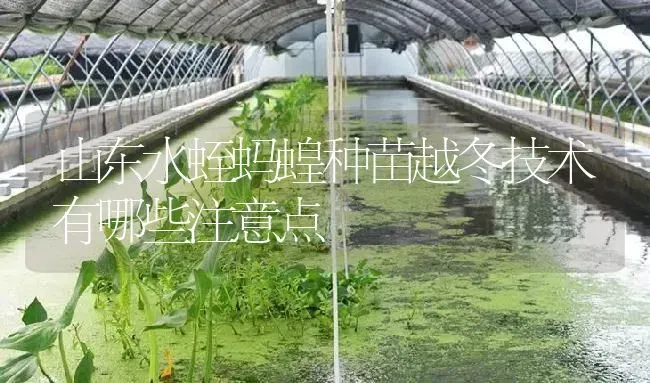 山东水蛭蚂蝗种苗越冬技术有哪些注意点 | 特种养殖