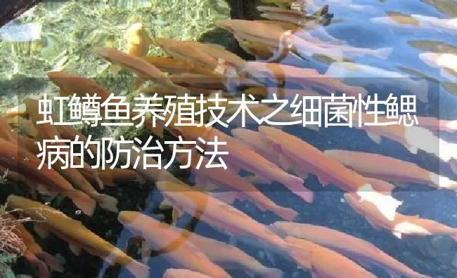 虹鳟鱼养殖技术之细菌性鳃病的防治方法 | 淡水养殖