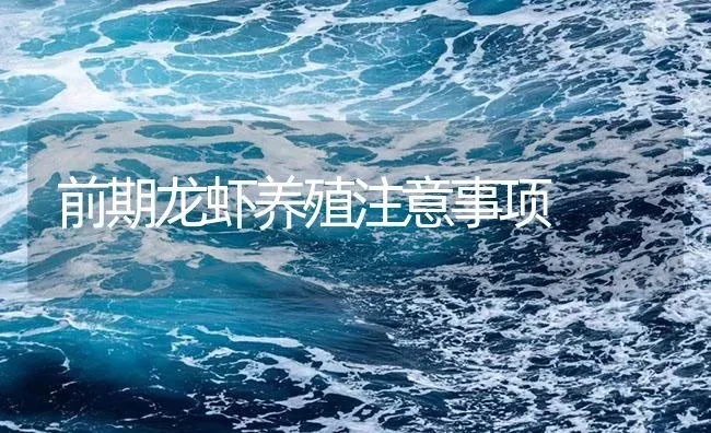 前期龙虾养殖注意事项 | 海水养殖