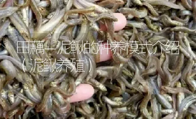 田藕－泥鳅的种养模式介绍（泥鳅养殖） | 淡水养殖