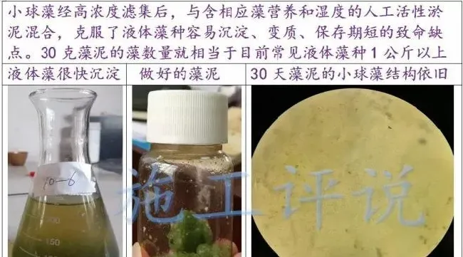 成功就暴利的冬棚虾，管理上也要区别对待，铺膜池调水防病要注意这些