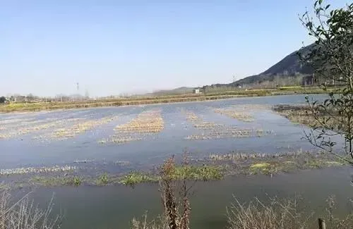 五六月份小龙虾养殖中的常见病害防控方法