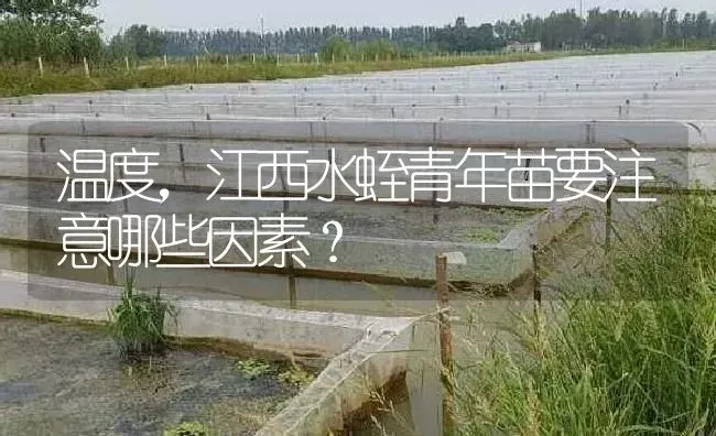 温度，江西水蛭青年苗要注意哪些因素？ | 特种养殖