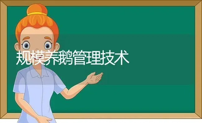 规模养鹅管理技术 | 家禽养殖