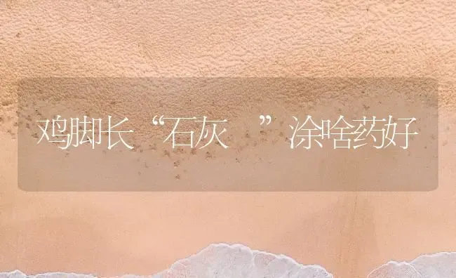 鸡脚长“石灰 ”涂啥药好 | 养殖病虫害防治