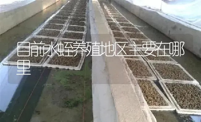 目前水蛭养殖地区主要在哪里 | 特种养殖