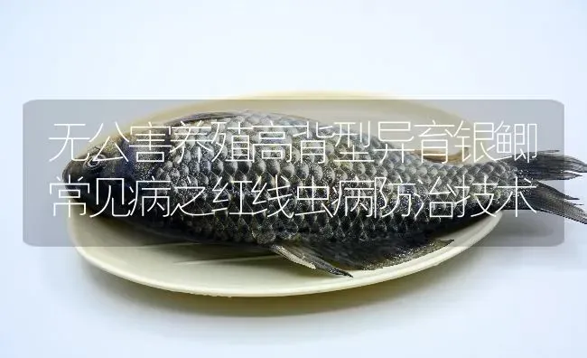 无公害养殖高背型异育银鲫常见病之红线虫病防治技术 | 淡水养殖