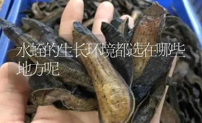 水蛭的生长环境都选在哪些地方呢 | 特种养殖