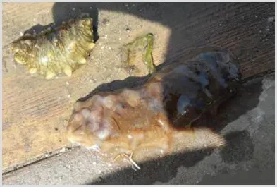 海参化皮病如何预防与治疗 | 养殖常识