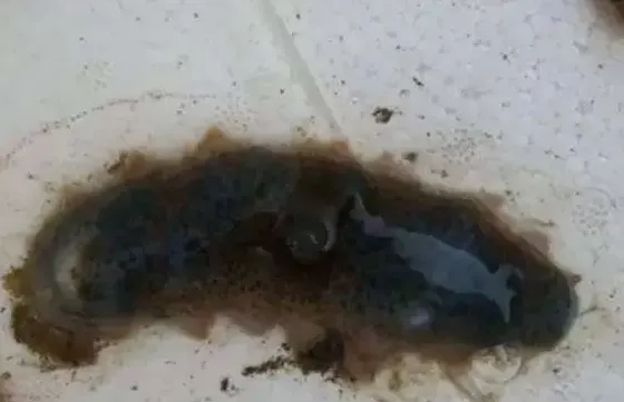 海参化皮病如何预防与治疗 | 养殖常识