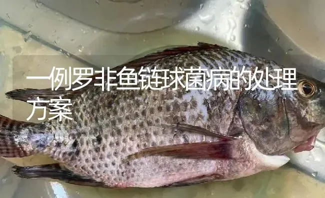 一例罗非鱼链球菌病的处理方案 | 淡水养殖