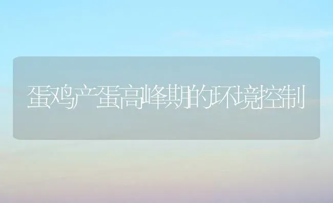 蛋鸡产蛋高峰期的环境控制 | 家禽养殖