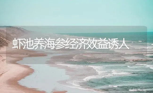 虾池养海参经济效益诱人 | 海水养殖