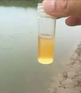 南美白对虾塘重金属超标和蓝藻的处理案例分享