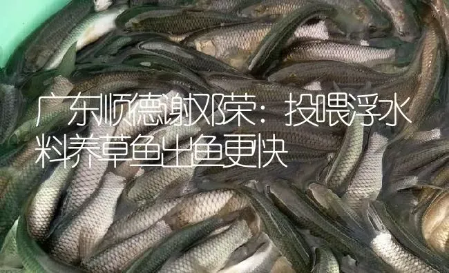 广东顺德谢邓荣：投喂浮水料养草鱼出鱼更快 | 淡水养殖