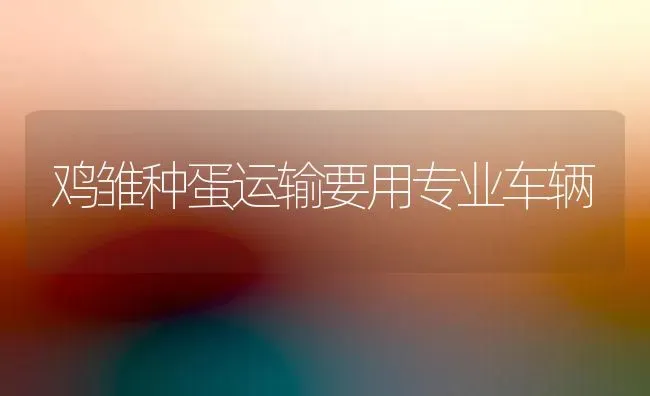 鸡雏种蛋运输要用专业车辆 | 家禽养殖