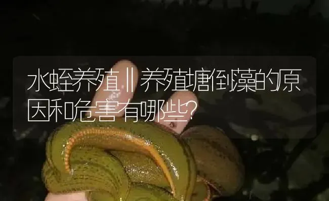 水蛭养殖‖养殖塘倒藻的原因和危害有哪些？ | 特种养殖