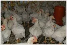 肉鸡养殖技术 | 农业养殖科普