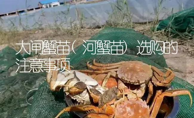 大闸蟹苗(河蟹苗)选购的注意事项 | 淡水养殖