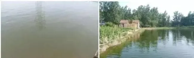 五月份珠三角地区黄鳍鲷养殖常见问题
