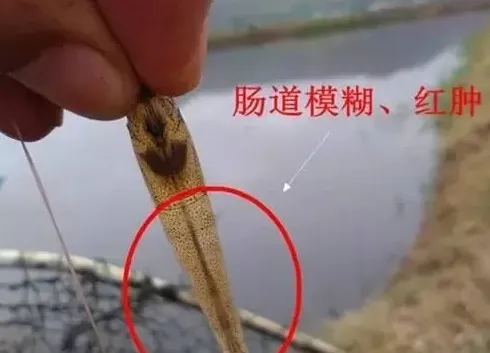 【实战案例】全程分析南美白对虾对虾肠炎病