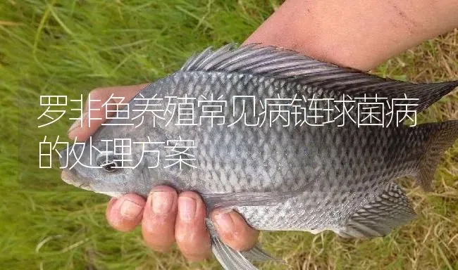 罗非鱼养殖常见病链球菌病的处理方案 | 淡水养殖