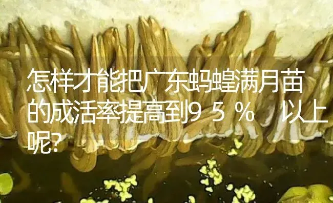 怎样才能把广东蚂蝗满月苗的成活率提高到95% 以上呢？ | 特种养殖