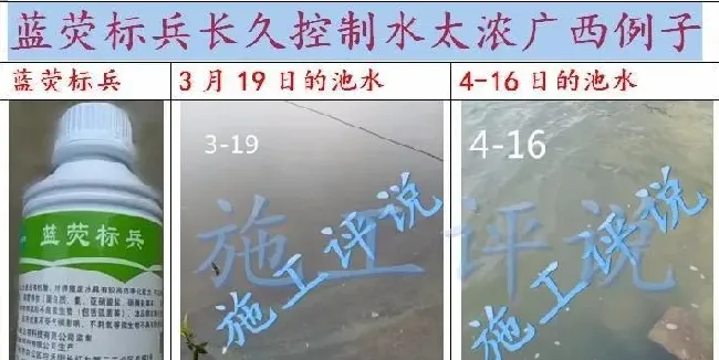 夏季高温、光照时间又长又强和池塘水面的死藻的关系