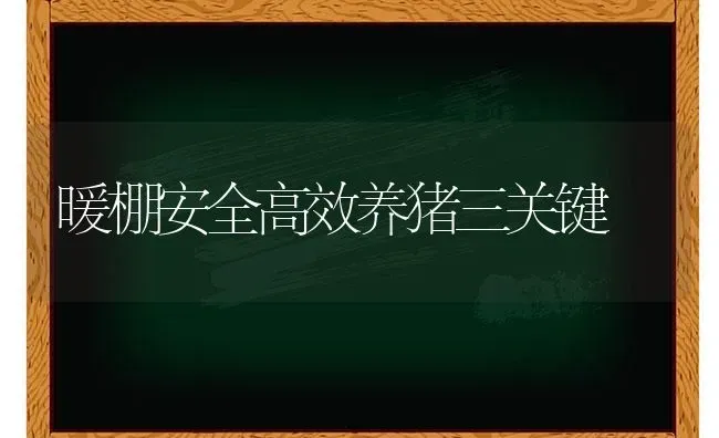 暖棚安全高效养猪三关键 | 家畜养殖