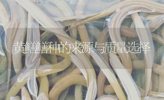 黄鳝鳝种的来源与质量选择 | 淡水养殖