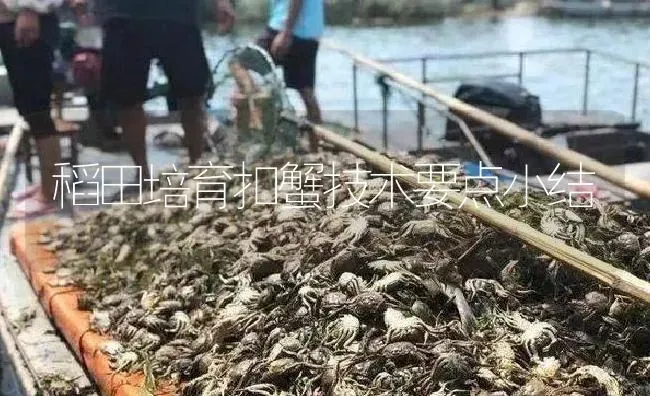稻田培育扣蟹技术要点小结 | 淡水养殖