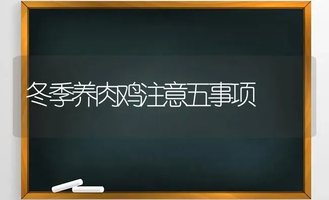 冬季养肉鸡注意五事项 | 家禽养殖