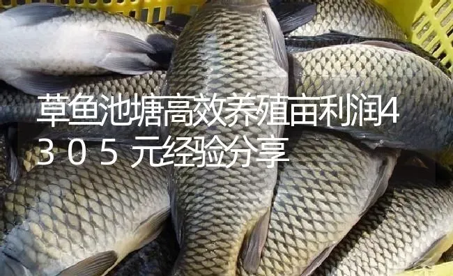 草鱼池塘高效养殖亩利润4305元经验分享 | 淡水养殖
