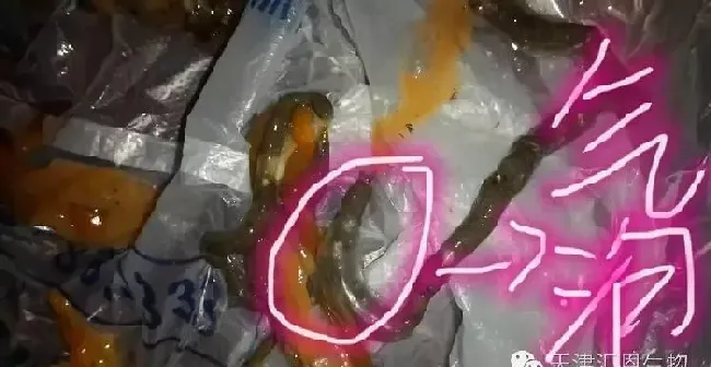 春末夏初海参吐肠原因分析及处理