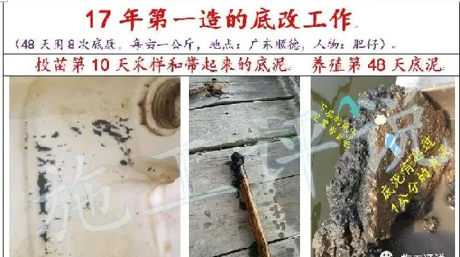 精耕细作！土池养南美白对虾依旧是一个越养越顺手的聚宝盆