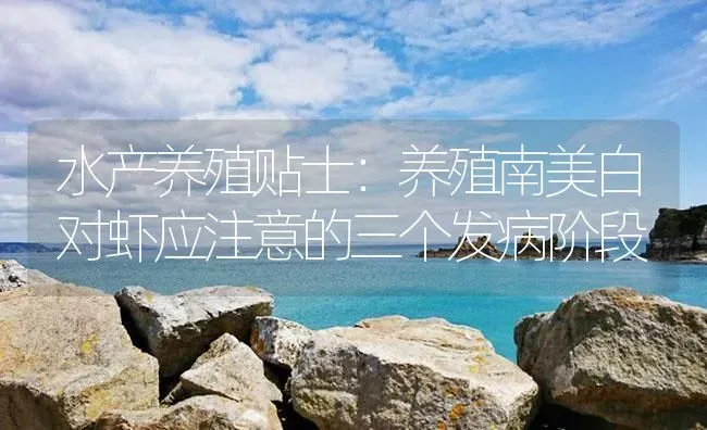 水产养殖贴士：养殖南美白对虾应注意的三个发病阶段 | 海水养殖