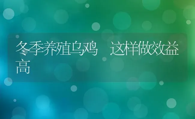 冬季养殖乌鸡 这样做效益高 | 家禽养殖