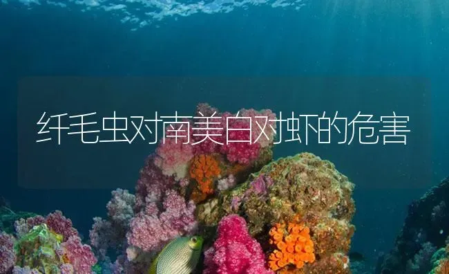 纤毛虫对南美白对虾的危害 | 海水养殖