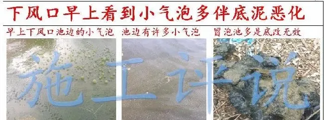 夏季高温季节池塘下风口为什么会看到一些小泡泡，有什么危害？