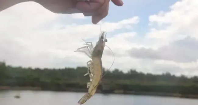 水产杂谈丨论南美白对虾的生长速度