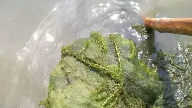 你和河蟹养殖高手之间，只差草草草草草草