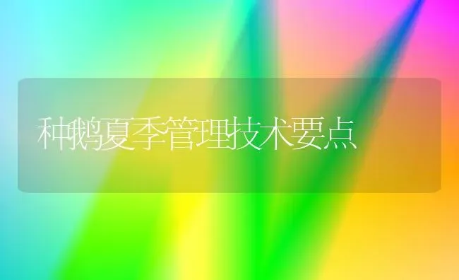 种鹅夏季管理技术要点 | 家禽养殖