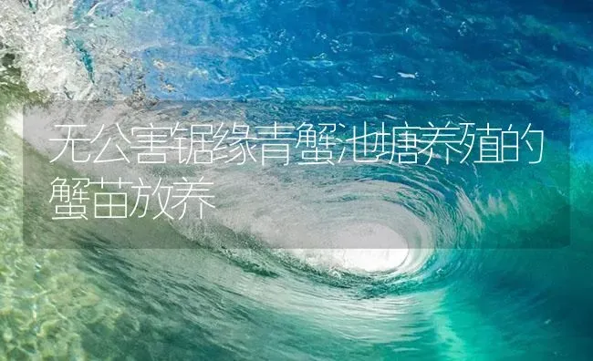 无公害锯缘青蟹池塘养殖的蟹苗放养 | 海水养殖