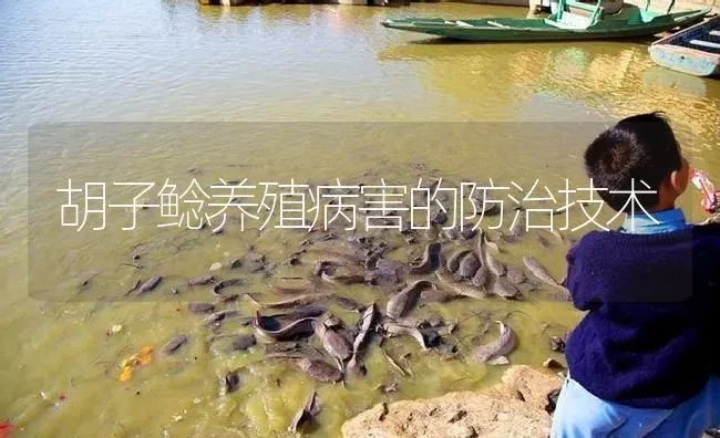 胡子鲶养殖病害的防治技术 | 淡水养殖