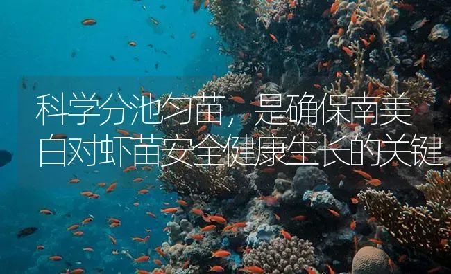 科学分池匀苗，是确保南美白对虾苗安全健康生长的关键 | 海水养殖